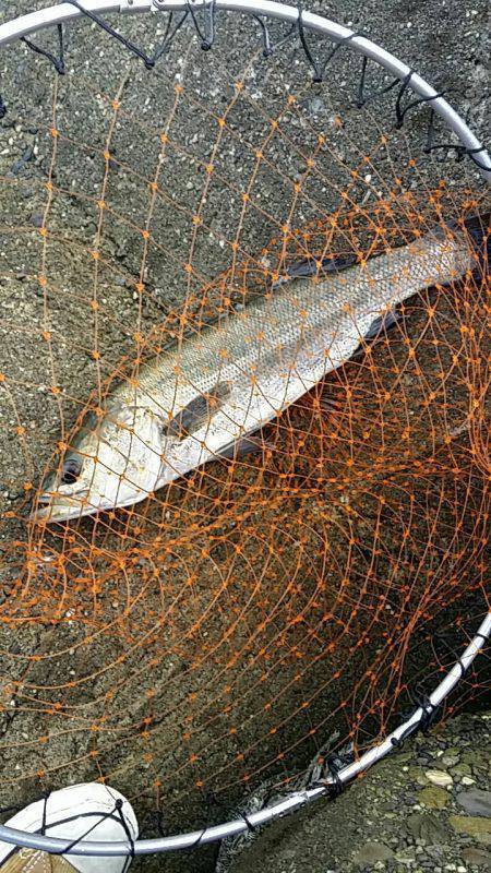 高砂埋立地周辺エビ撒きハネ釣り〜手のひらサ…